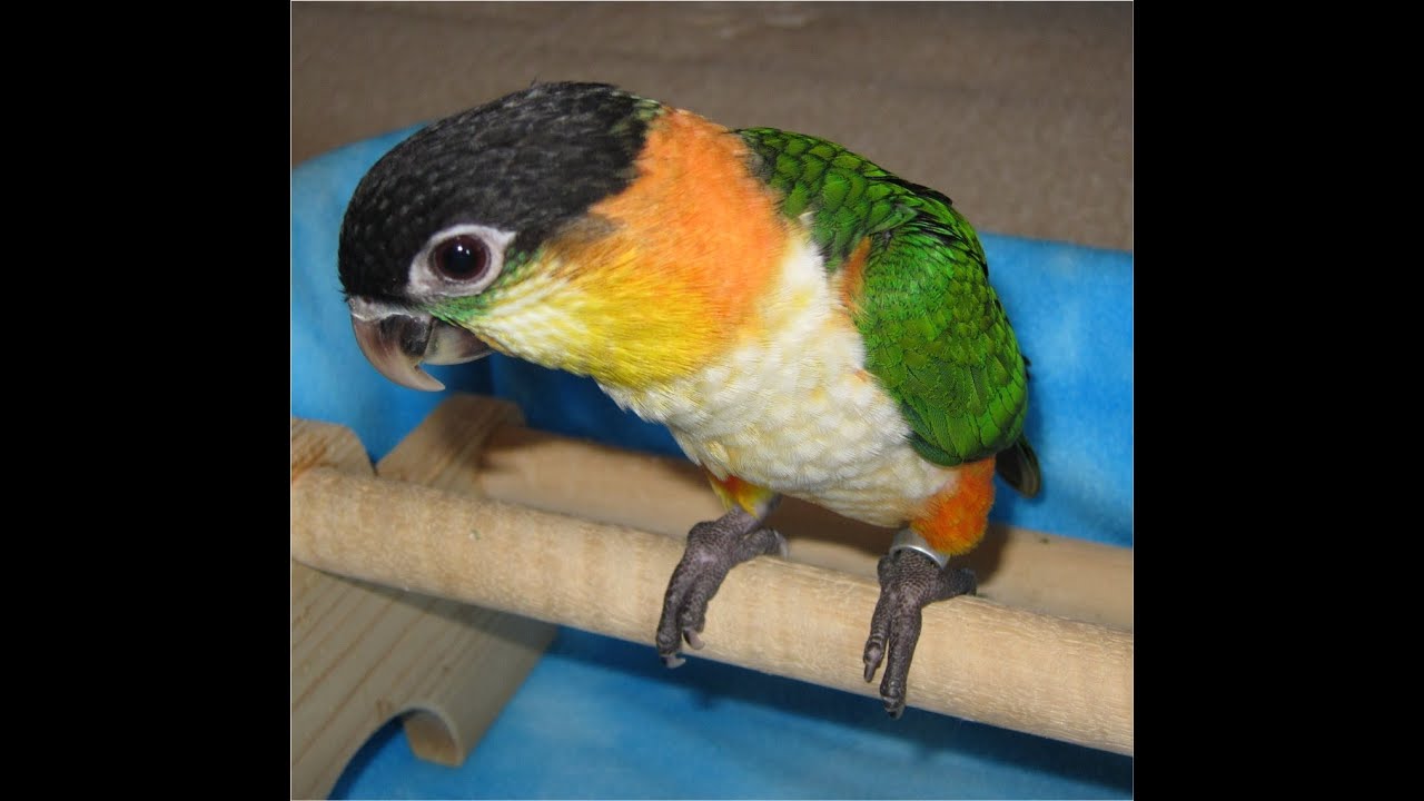 Black Headed Caique Babies