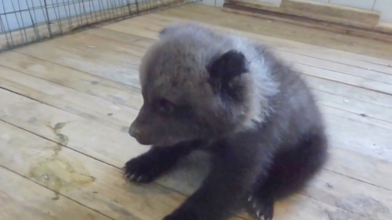 Новенькие