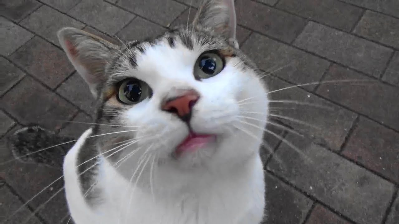 家猫だよね･･･迷い猫かなぁ