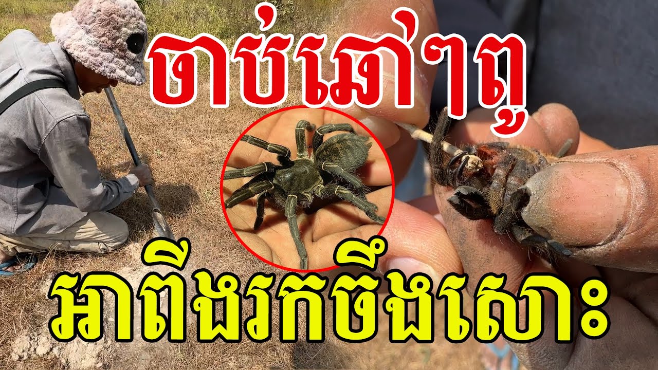 លេងចាប់ឆៅៗពូ អាពីងគេរកចឹងសោះ មានរន្ធនៅដូចក្តាម
