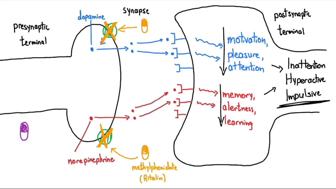 Stimulants (Ritalin and Adderall) Explained in 3 Minutes