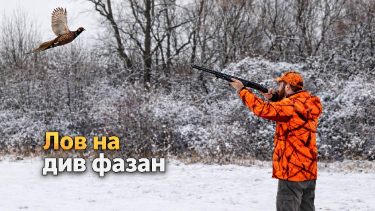 еп. 4 Лов на волиерен фазан и възстановяване популацията на дивия фазан в ЛРД Иваняне