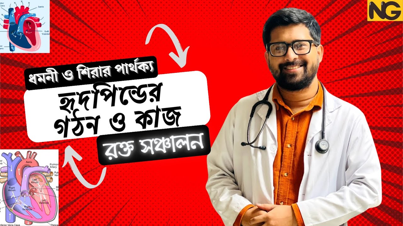 হৃদপিন্ডের গঠন ও কাজ | ধমনী ও শিরার পার্থক্য | রক্ত সঞ্চালন | Blood & Circulation | HSC Biology