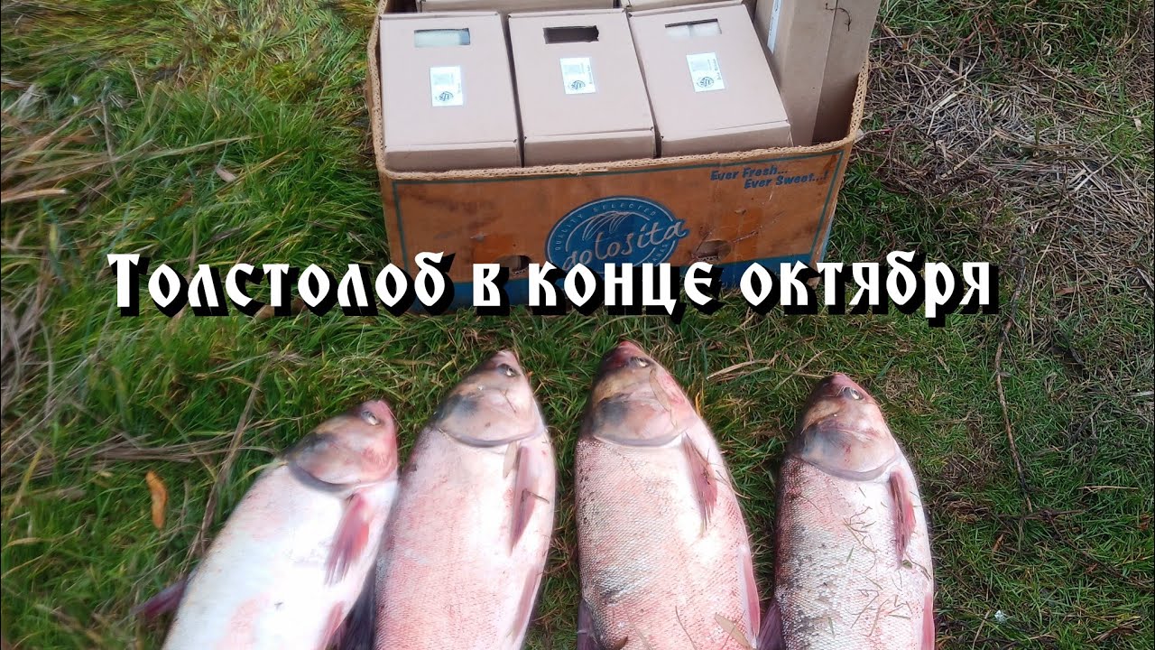 Рыбалка на толстолоба в конце октября.