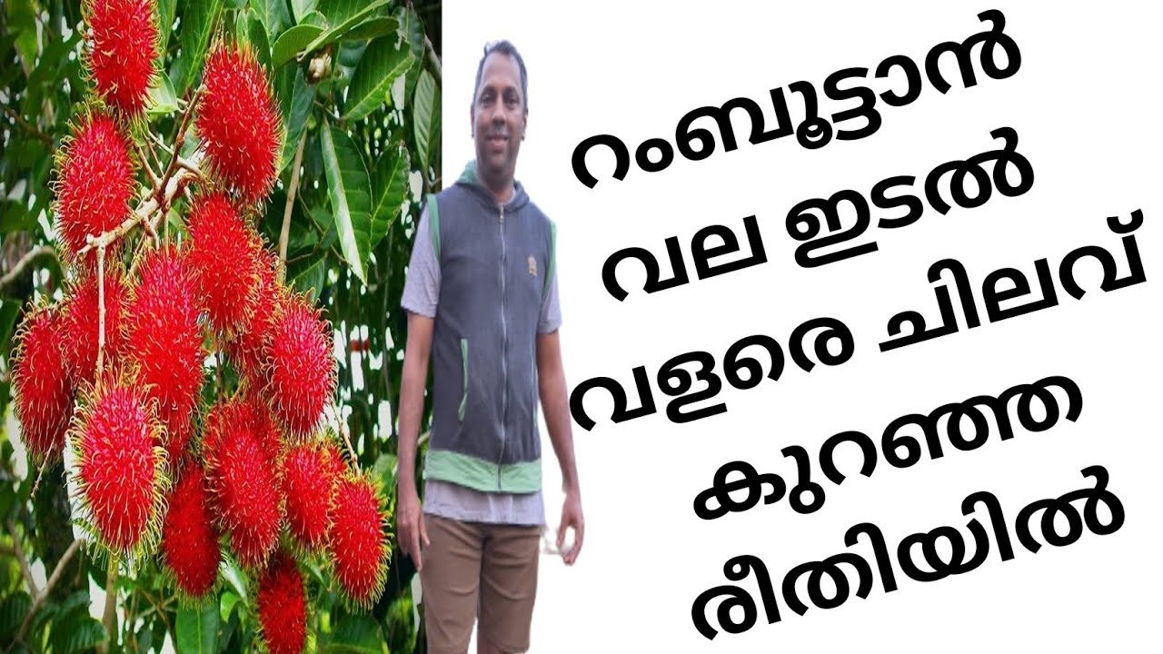 റംബൂട്ടാന്‍ വലയിടല്‍ വളരെ എളുപ്പത്തില്‍/ Rambutan farming