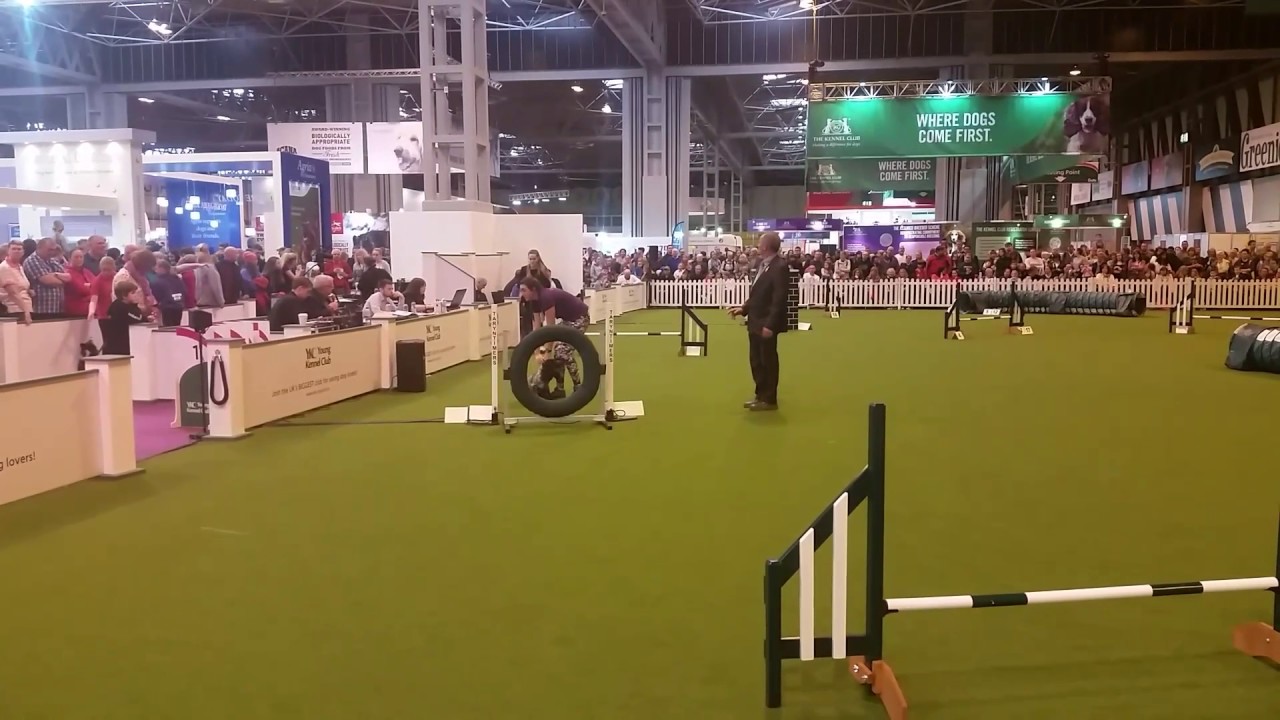 Purdee & Daisy YKC Jumping @ Crufts