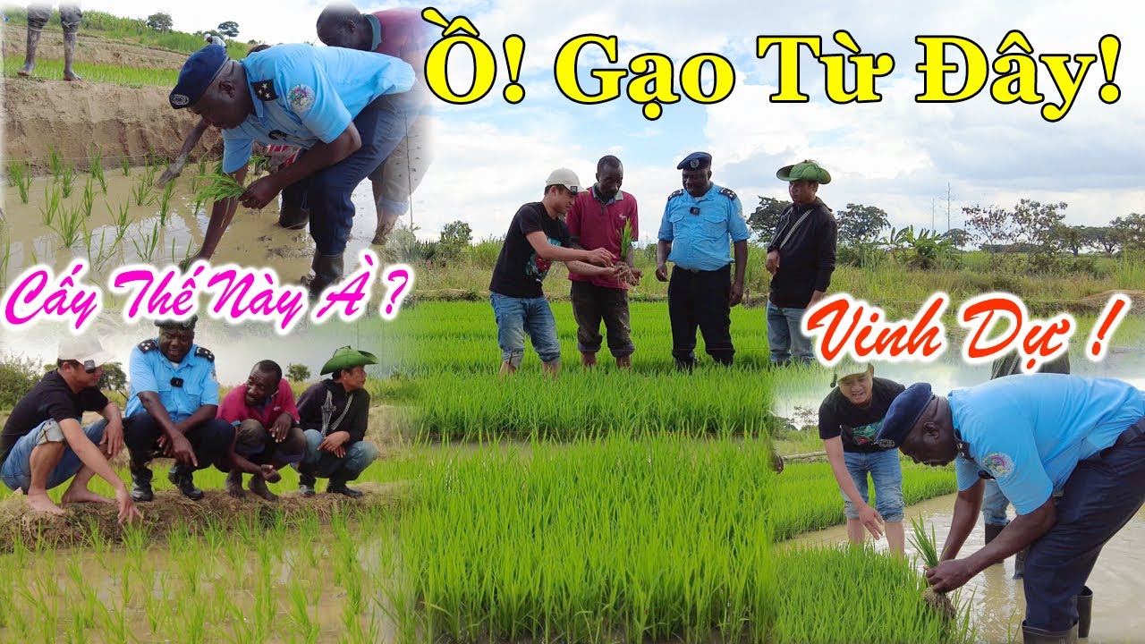Công Giáp || Bác Trưởng C.a Huyện, Đích Thân Xuống Ruộng Cấy Lúa Cùng Người Dân !Không Ngờ Sẽ Có Gạo