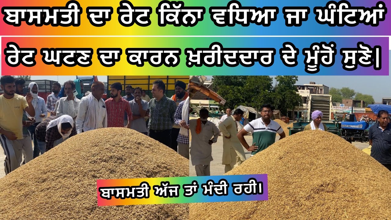 Basmati 1847,1509 te 1692. Price Kotkapura (Punjab)