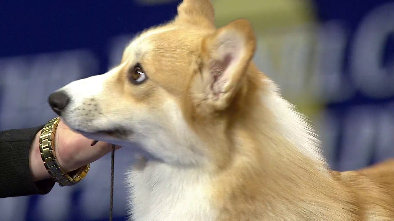 Pembroke Welsh Corgi, 2018 National Dog Show, Herding Group   NBC Sports