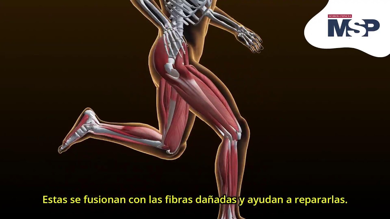 &iquest;Por qu&eacute; los m&uacute;sculos se 