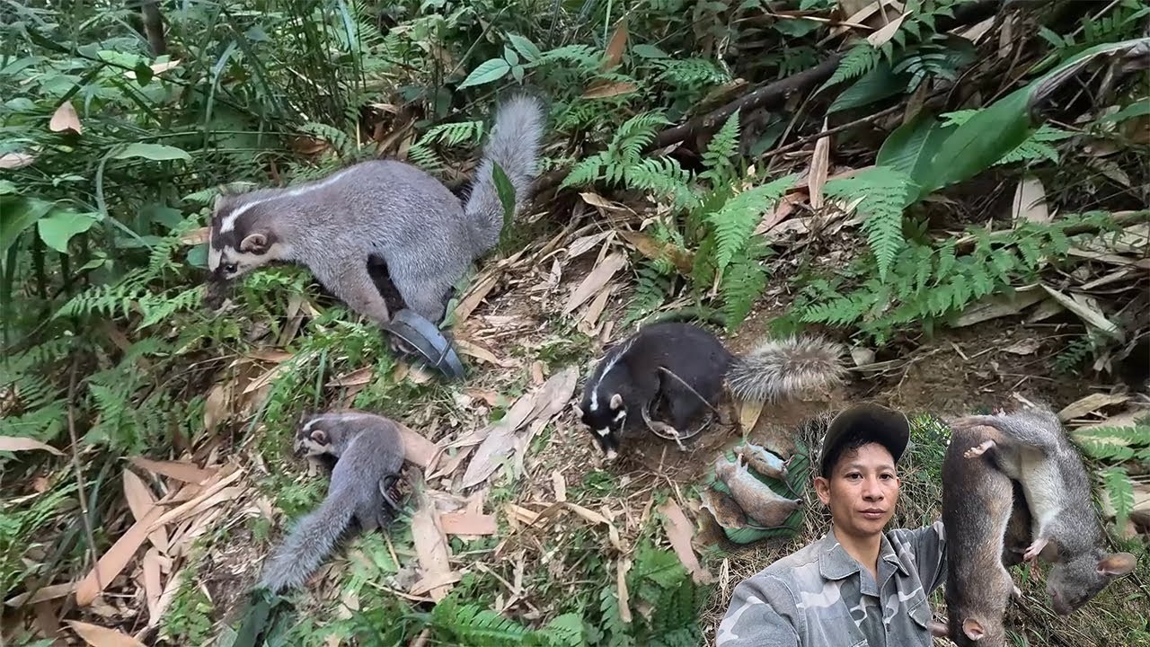“Hành Trình Đi Thăm Bẫy Sáng Sớm – Trải Nghiệm Cuộc Sống Rừng Núi!”survive in the rain forest