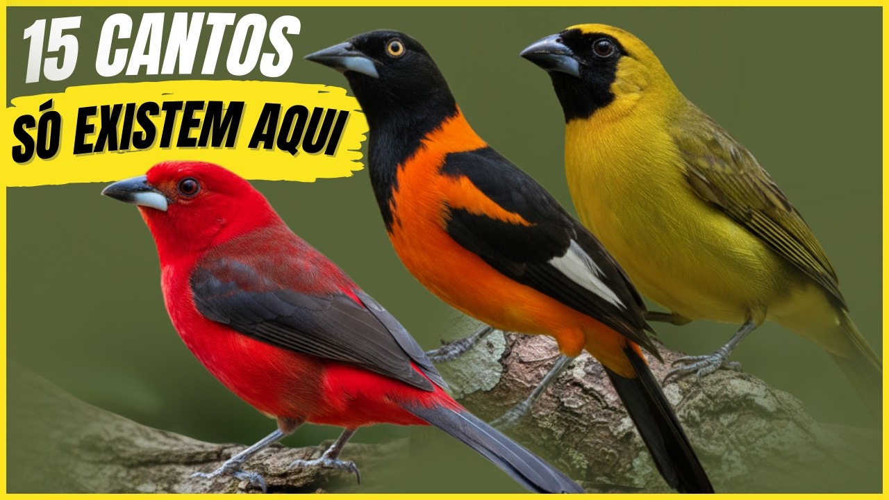 15 Cantos De Aves 