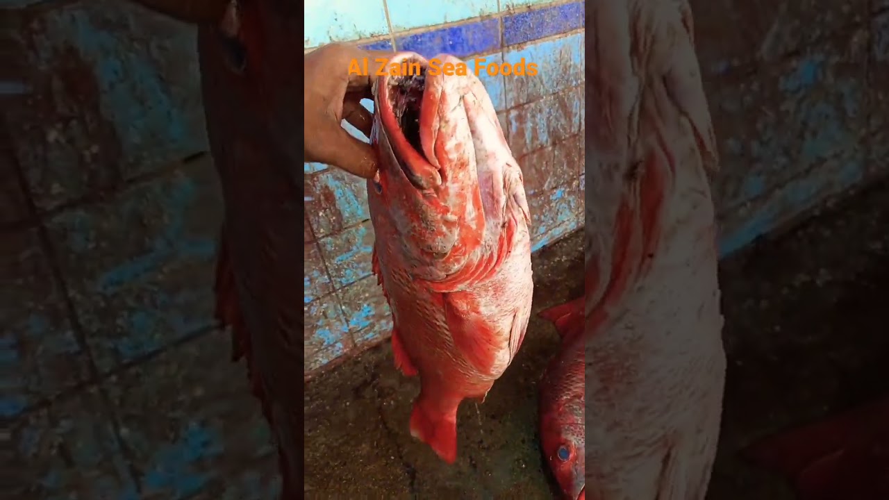 lal pari fish #viral #shorts #video