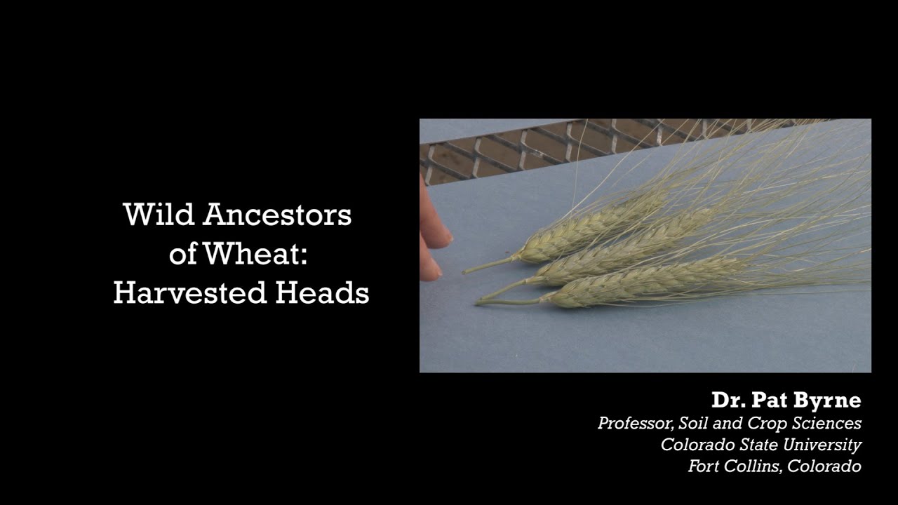 Wild Ancestors of Wheat: Harvested Heads