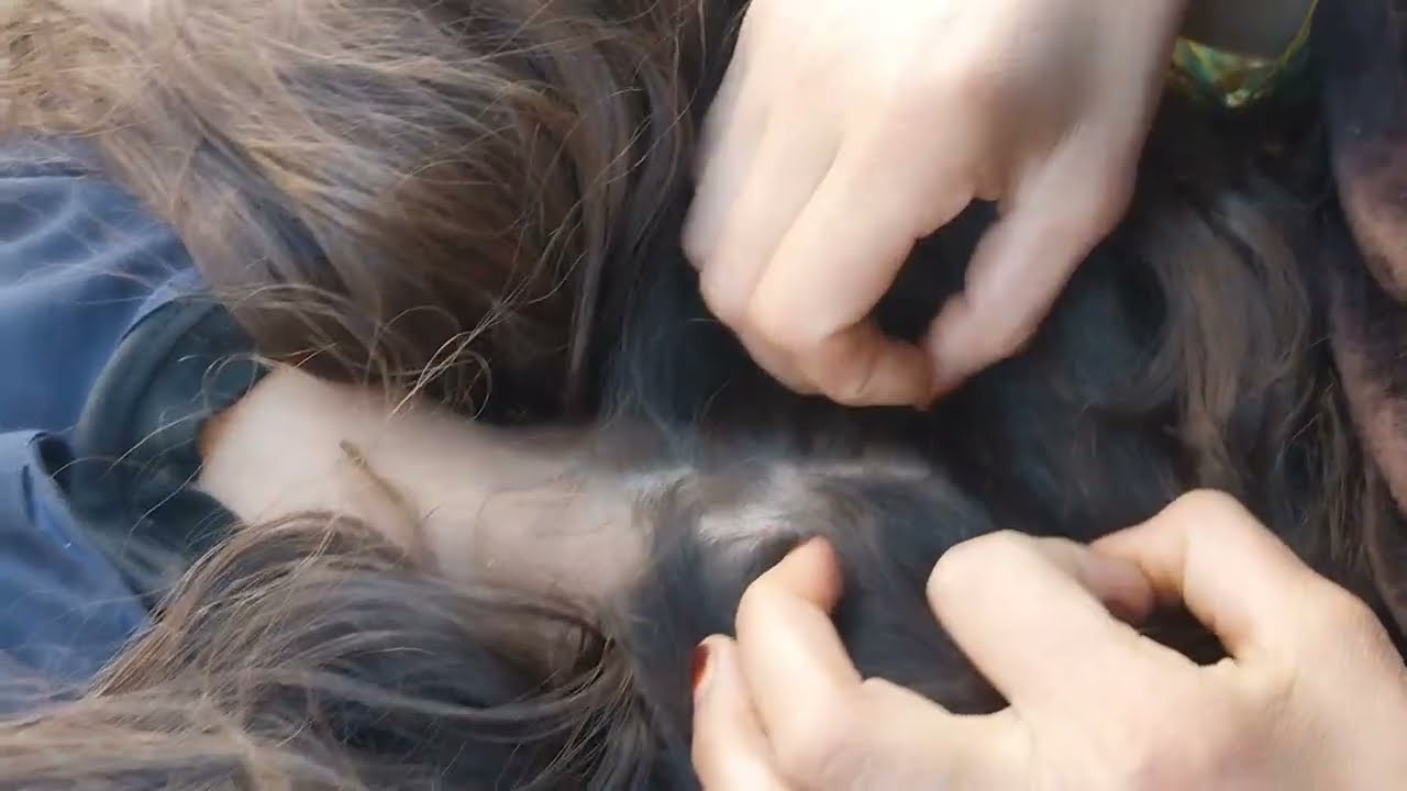 Nitpicking ASMR video 277             #nitpicking #asmr #kuto #piolhos #petantumo  #licepicking