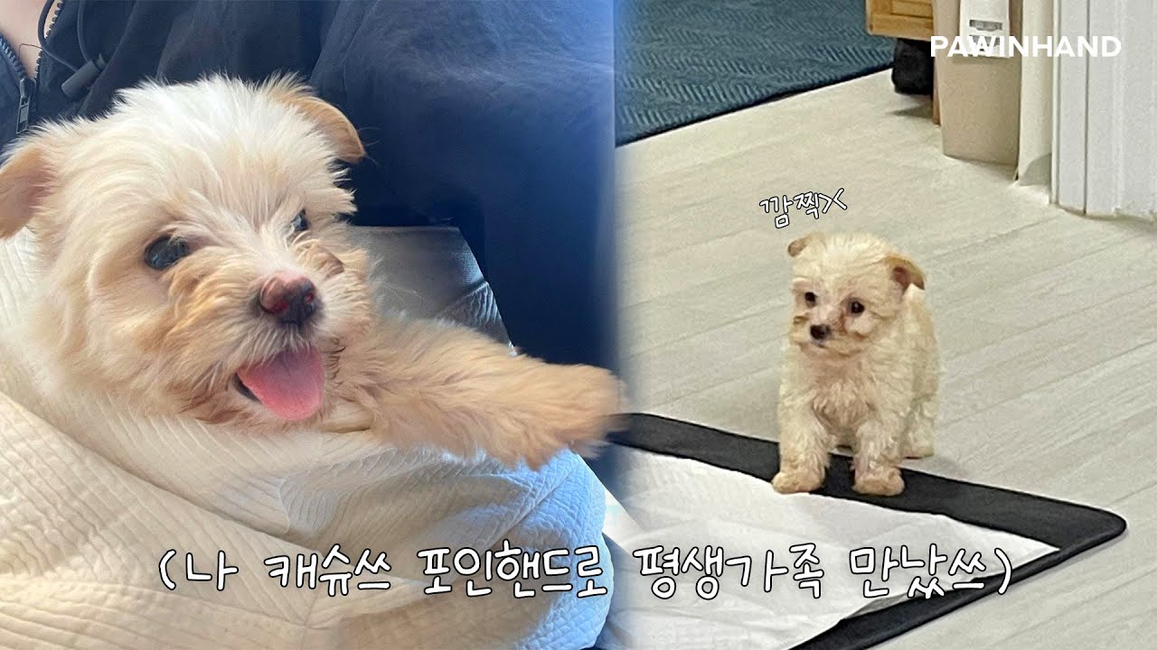 350km를 달려 만나게 된 나의 행복 🐶🧡ㅣ유기동물 입양ㅣ유기견 입양 변화ㅣ유기견 입양 후기