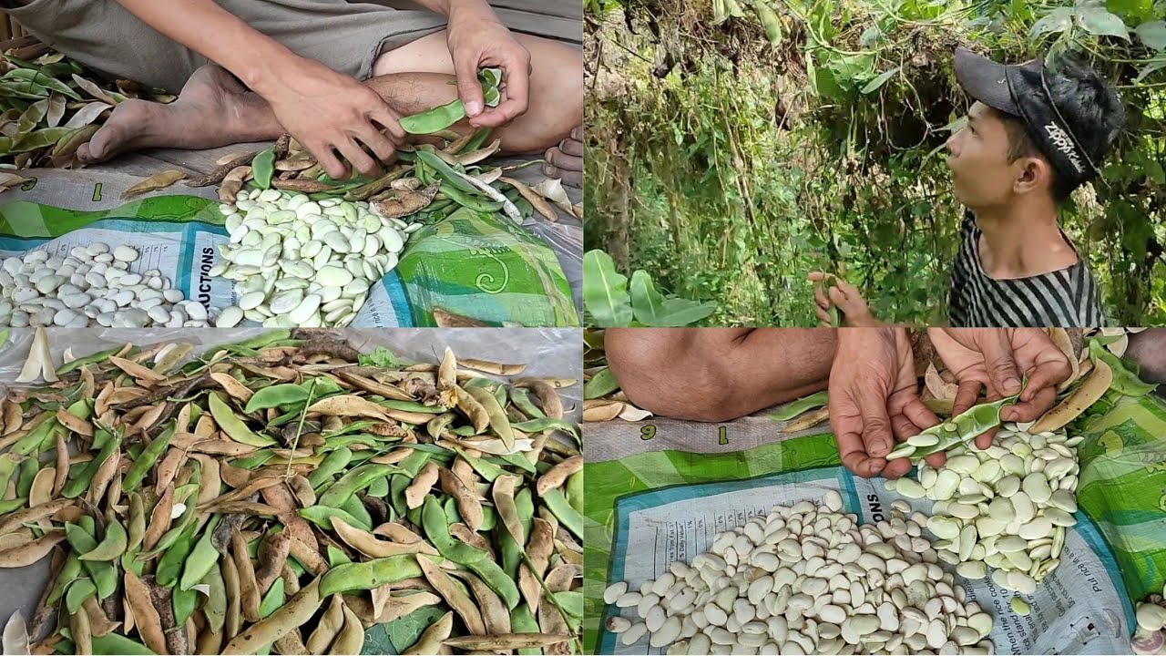 Harvesting Patani🌿