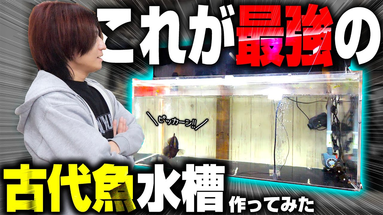 【大改造】古代魚水槽の引っ越しのため最強の濾過システムを導入した結果凄いことになった