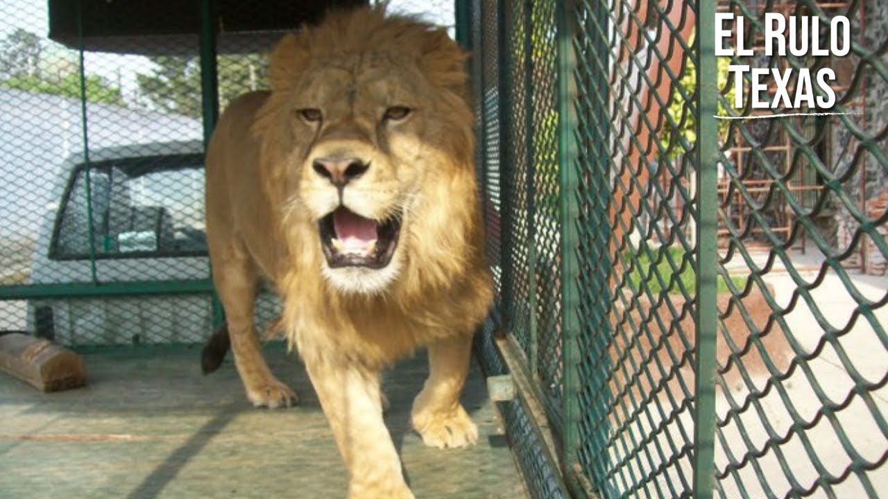 A JUNGLE in SAN LUCAS CHALCO / Lions, jaguars, tigers and even a monkey