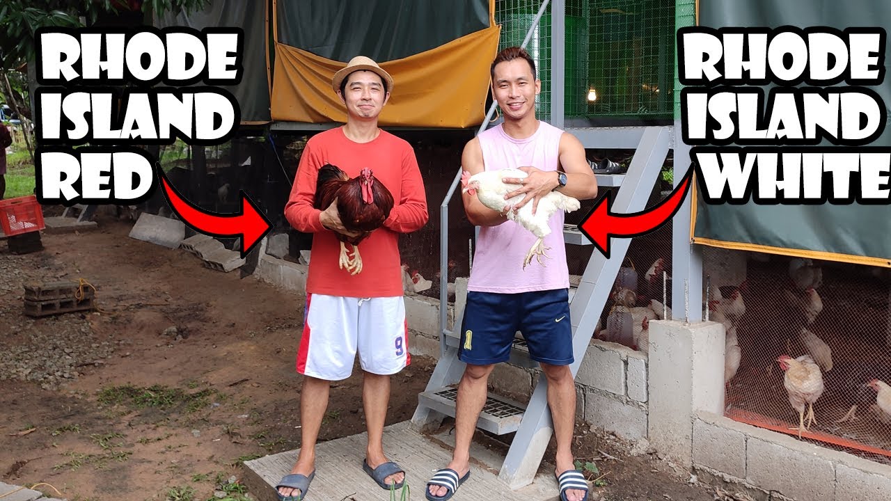 Pano Magbreed ng Manok | Free Range Chicken Breeders