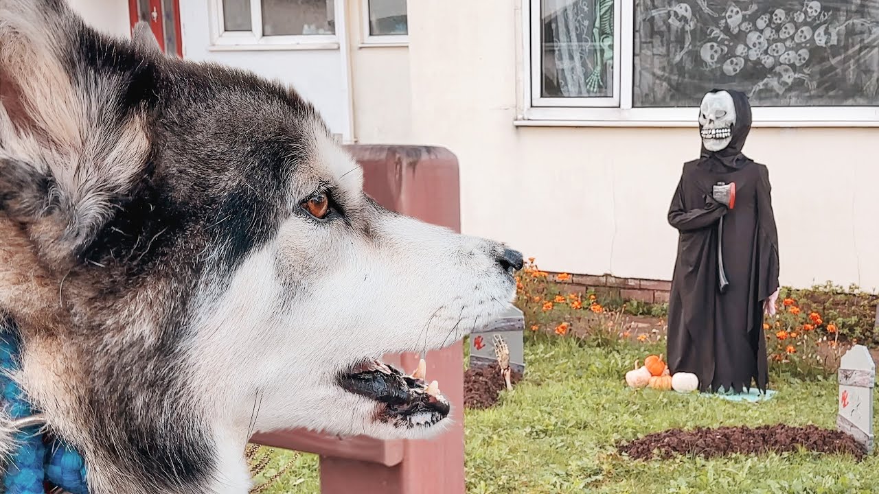 Huge Husky PROTECTS Us From Small Scary Person!