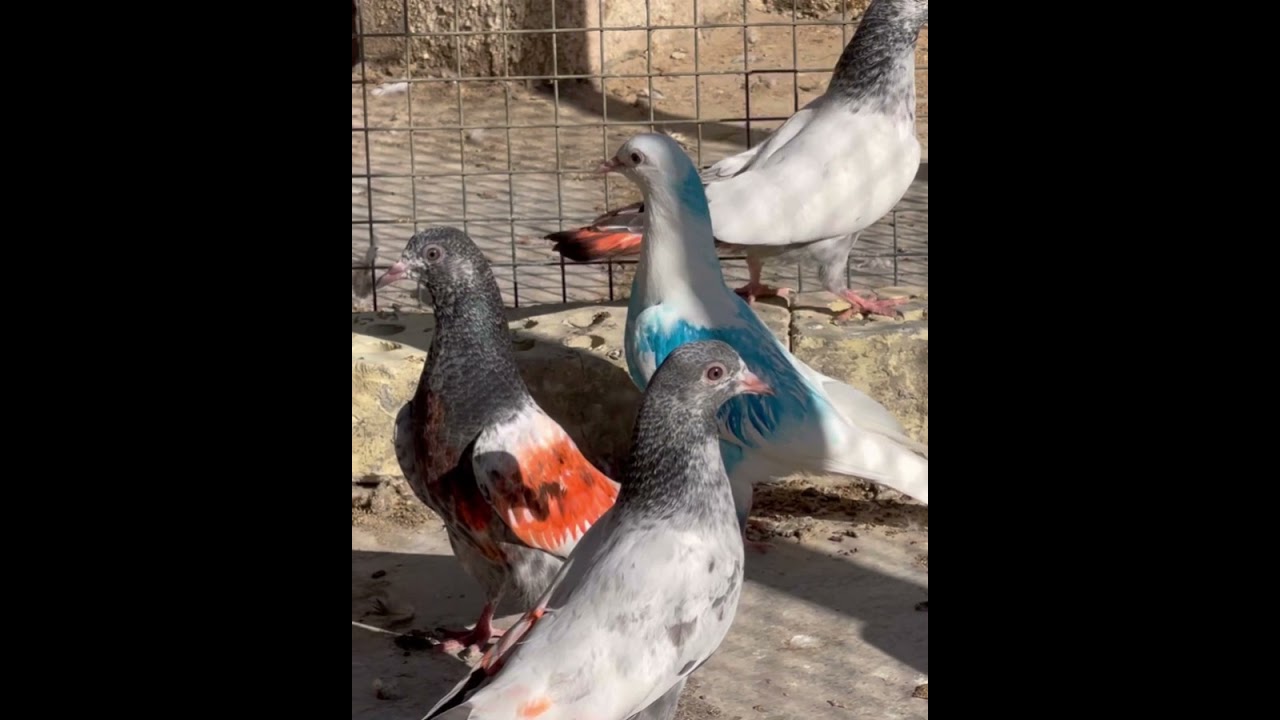 تخريج افراخ تيدي
