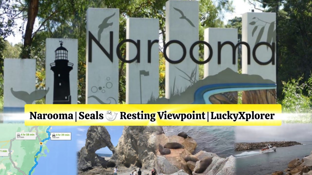 Narooma Seal 🦭 viewpoint #luckyxplorer #vlog #travel #narooma #sealife #beach #tvkkarur #vlog #seal