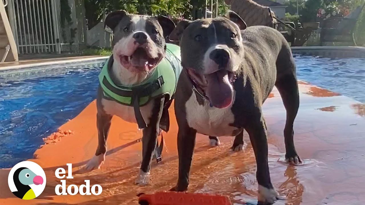 Casa llena de pitbulls rescatados están obsesionados con la piscina | Puro Pitbull | El Dodo