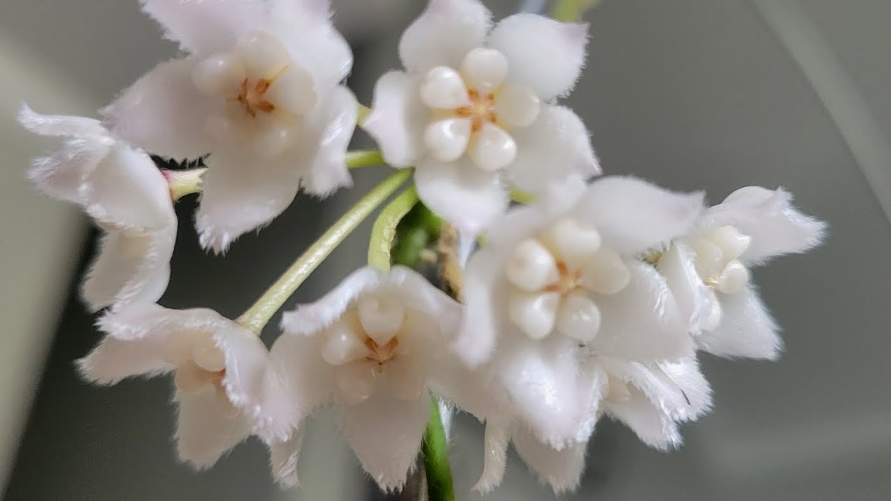 Hoya Thomsonii (Simson blooming) цветение и уход хойи Томсони