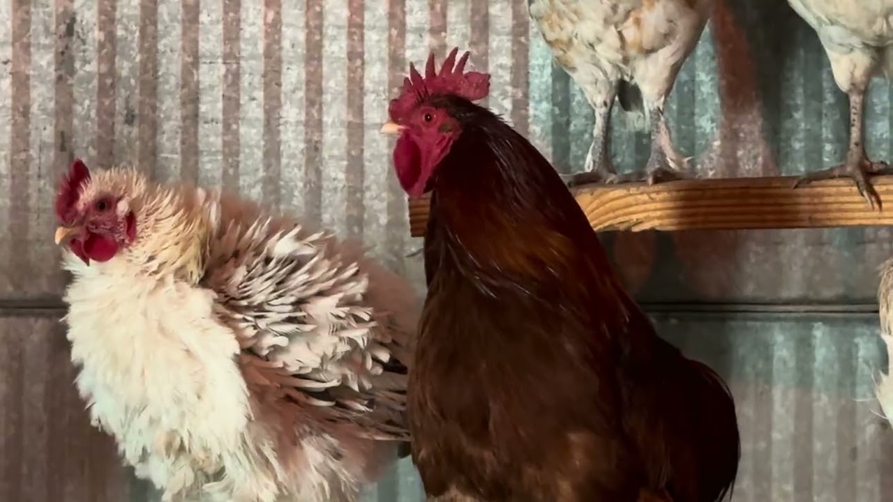 Feeding pigs in the snow