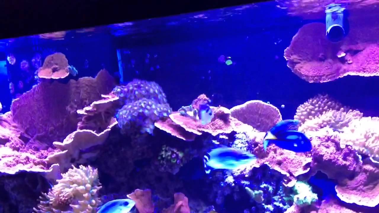 New Jebao RW-15 wave maker full review, set up and test