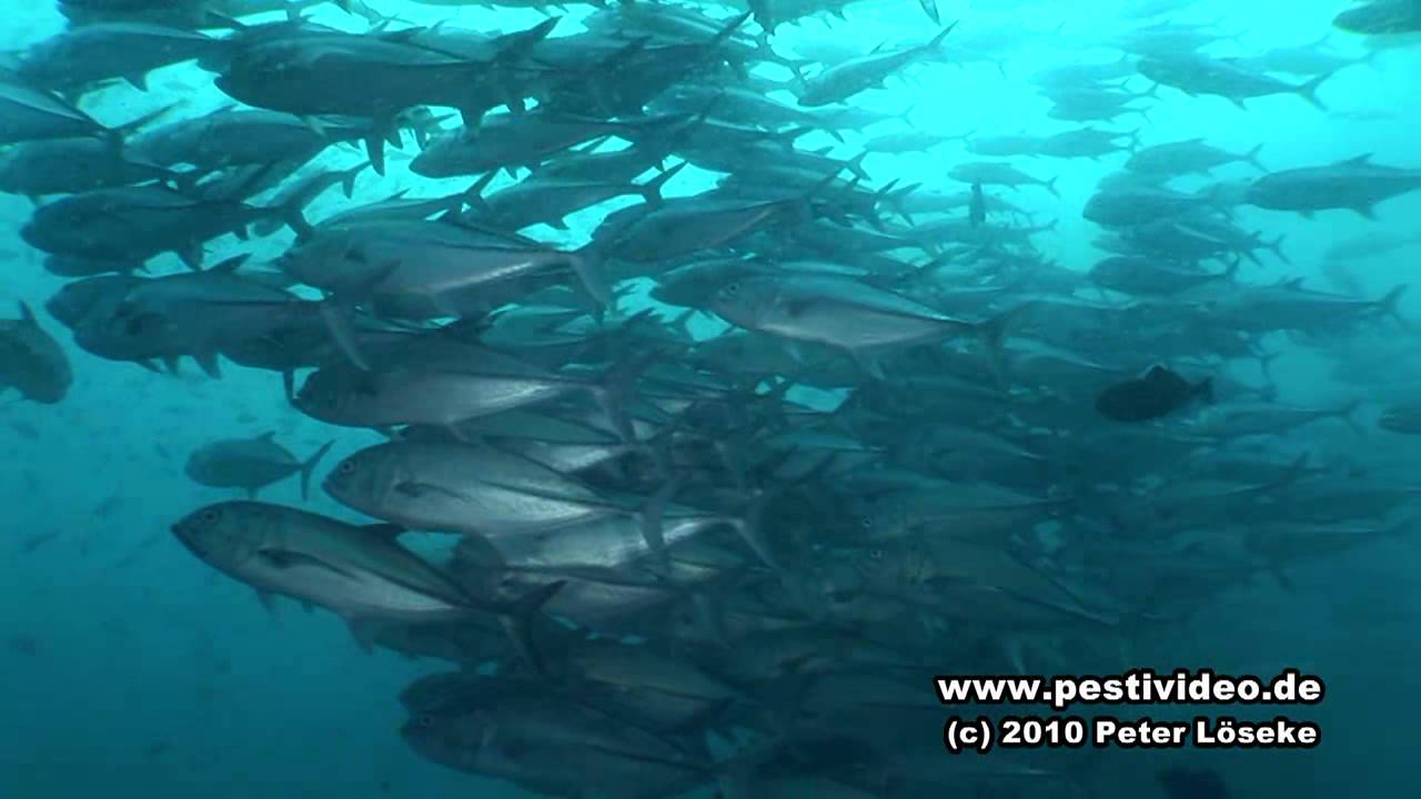 Tania Haws present Galapagos Incredible diving (HD) Tania Haws Peter L&ouml;seke
