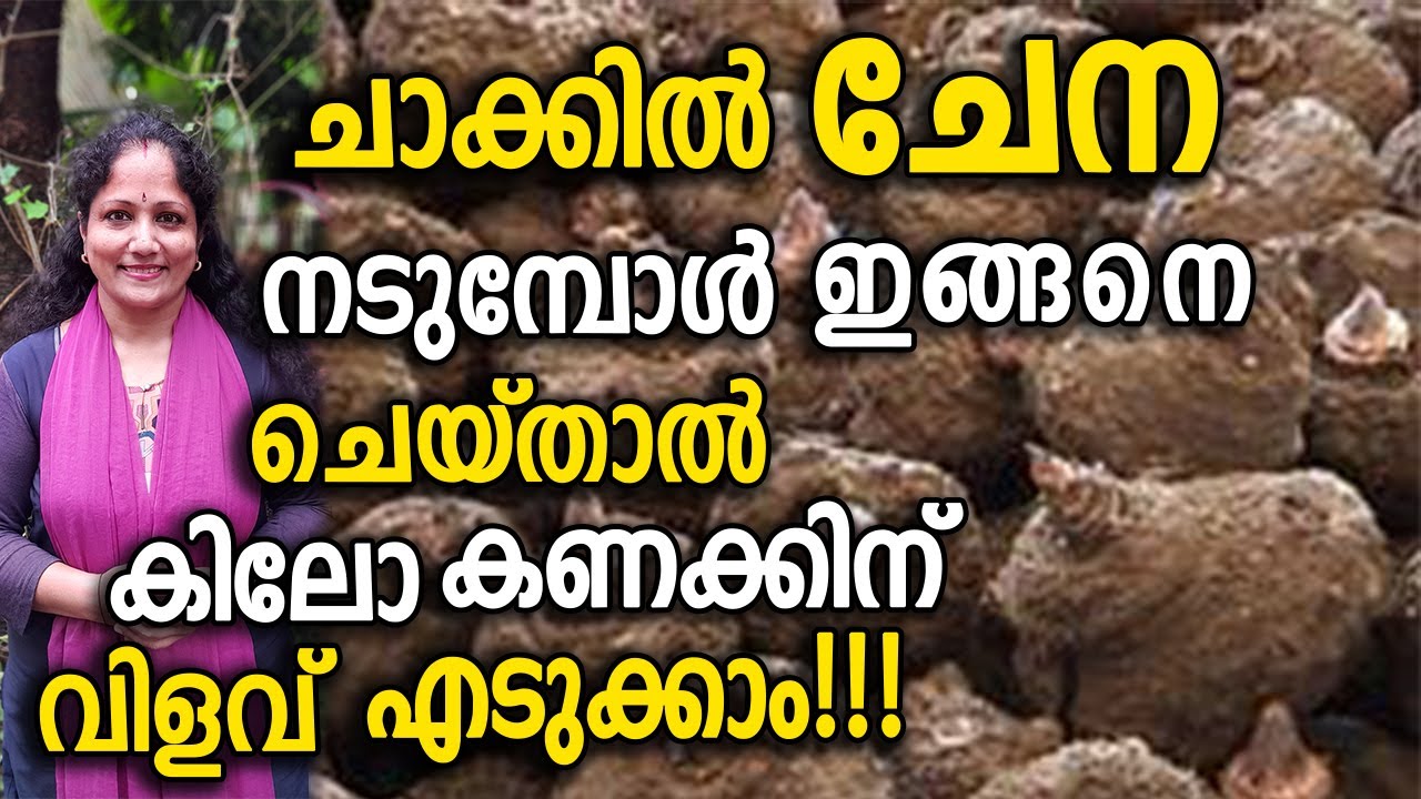 ചാക്കിൽ ചേന നടുമ്പോൾ ഇങ്ങനെ ചെയ്താൽ കിലോ കണക്കിന് വിളവ് എടുക്കാം!!! | Chena Krishi Malayalam