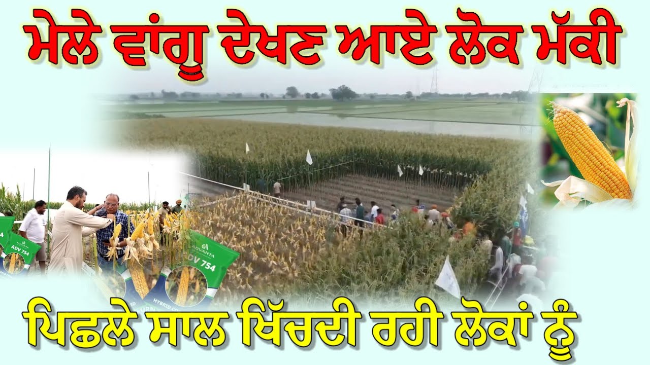 ਪਿਛਲੇ ਸਾਲ ਮੱਕੀ ਦੇਖਣ ਵਾਸਤੇ ਮੇਲੇ ਜਿੰਨਾ ਇਕੱਠ ਹੋ ਜਾਂਦਾ ਸੀ 