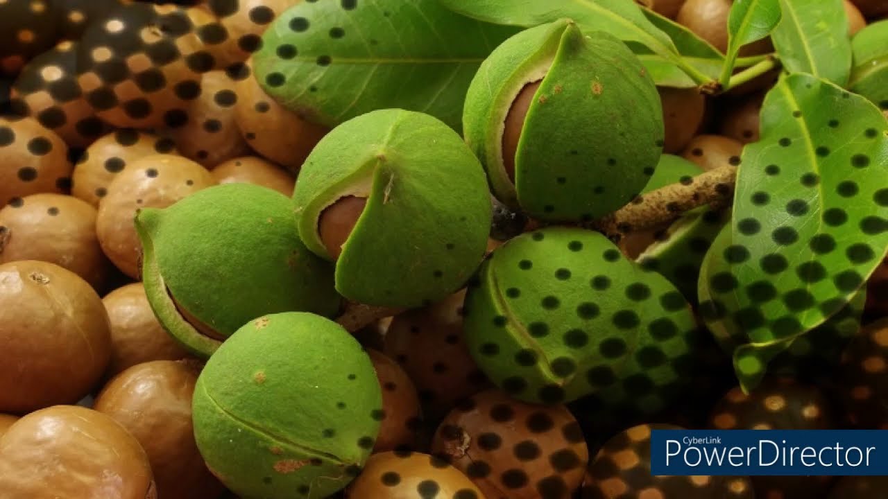 Makadamija orah: kralj oraha 🌿🥮🌿🌿🥜🌿