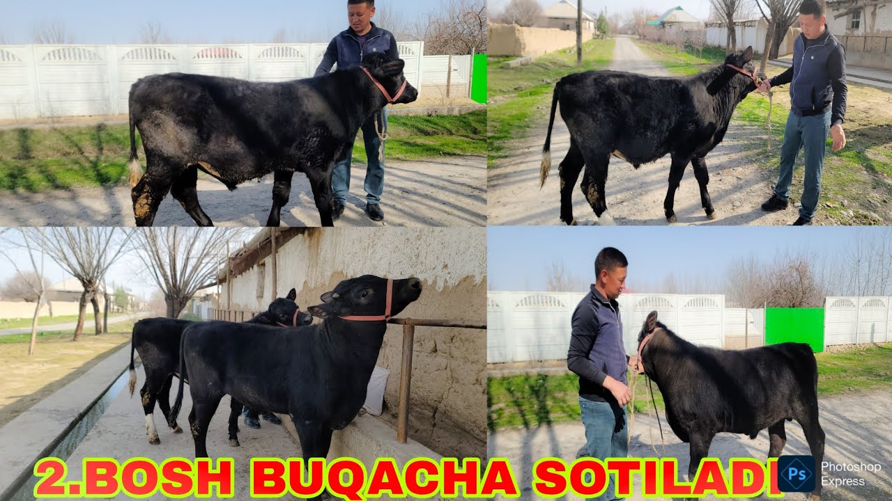 DEHQONDAN 2 BOSH BUQACHA SOTILADI TEZ KURIG