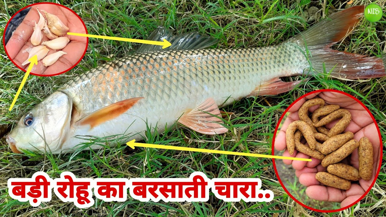 Badi Rohu Machhali Ka Chara Aur Barsaat Mein Machhali Ka Shikar Karne Ka Tarika || रोहू मछली का चारा