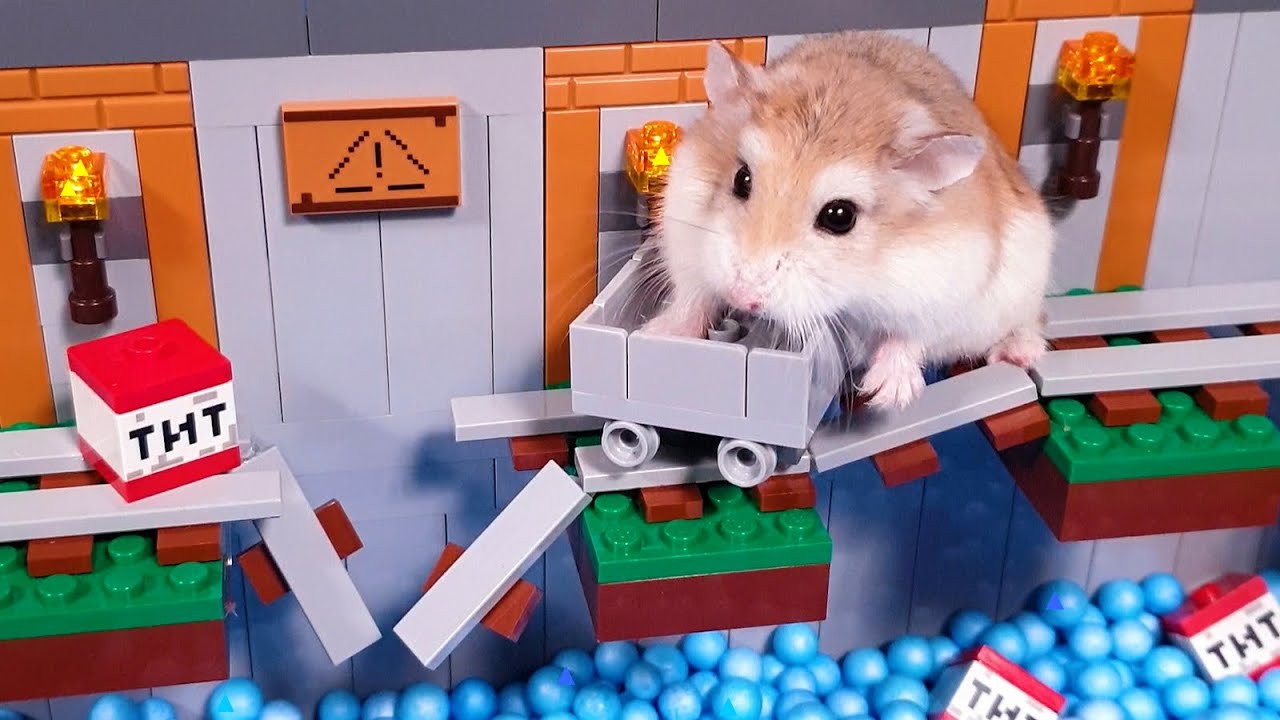 Extremely hard OBSTACLES and TRAPS vs MAJOR HAMSTER - Real life hamster hero