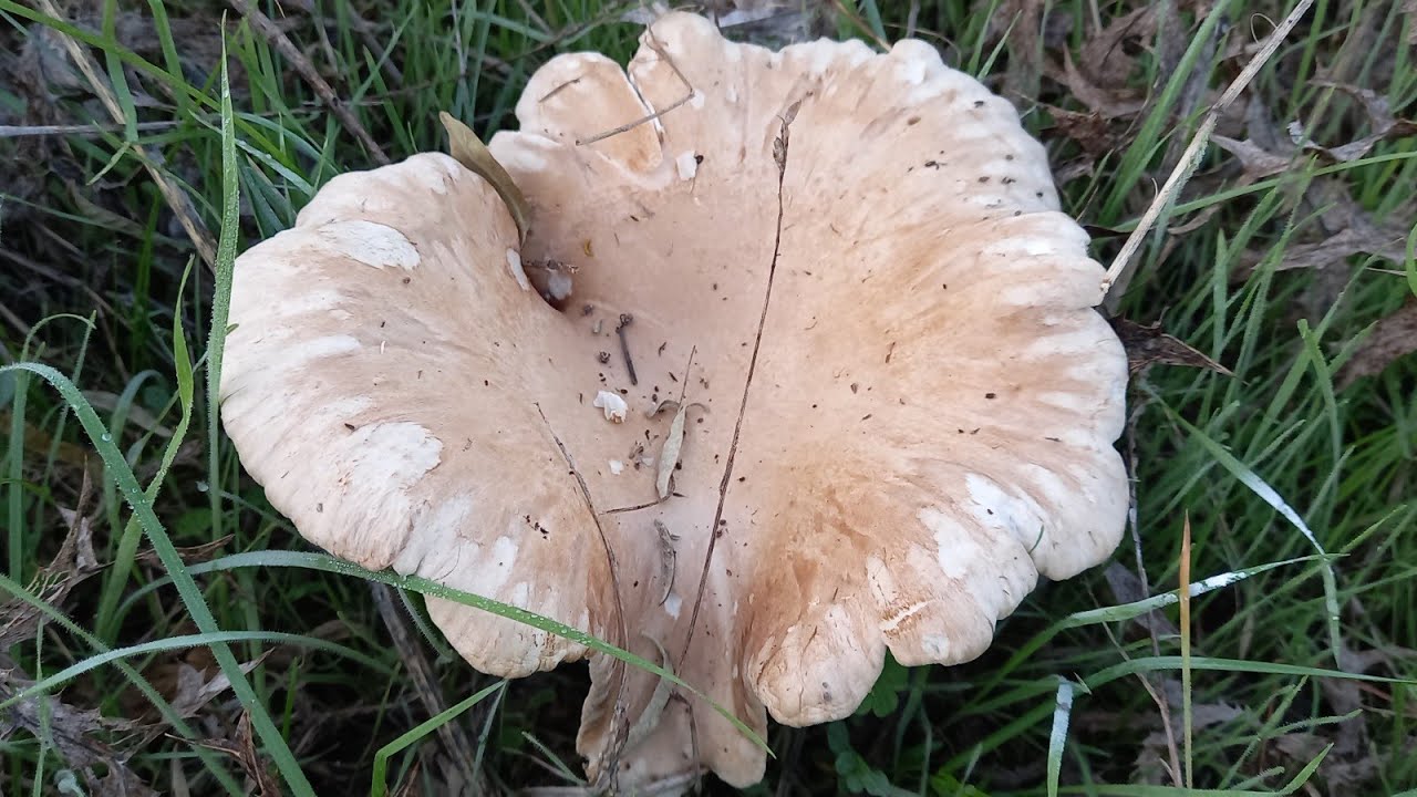Pleurotus eryngii var eryngii....fungo bello commestibile. 28 Ottobre 2021