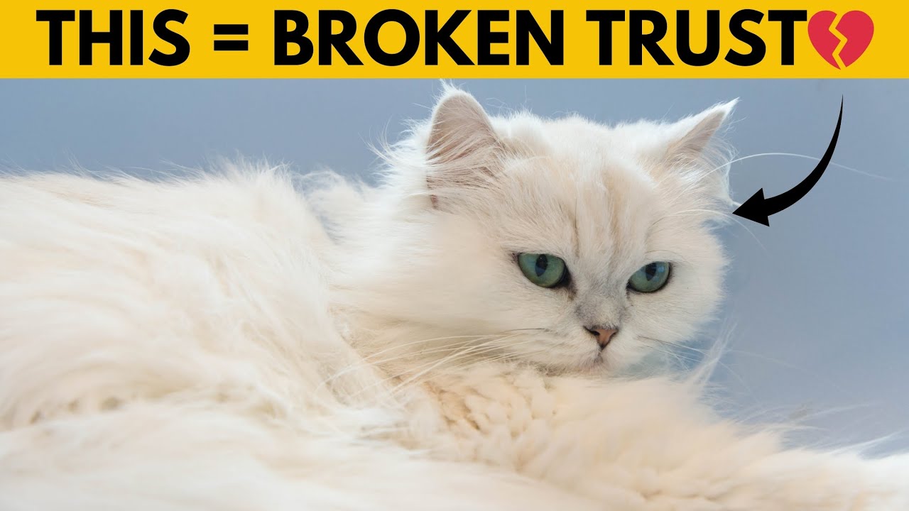 14 Things Persian Cats HATE (#1 Might Surprise You)