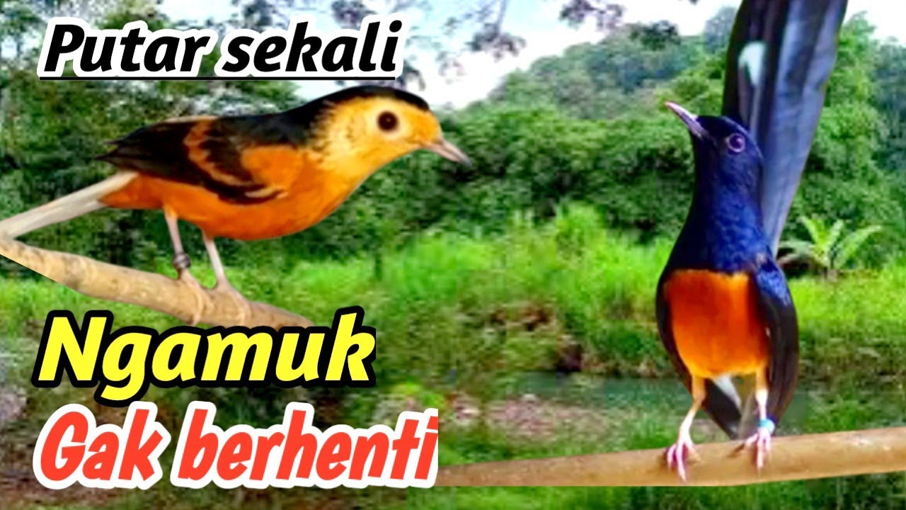 Terapi Masteran Murai Batu Alam Liar Sungai Pegunungan | Naikkan Kualitas Lagu