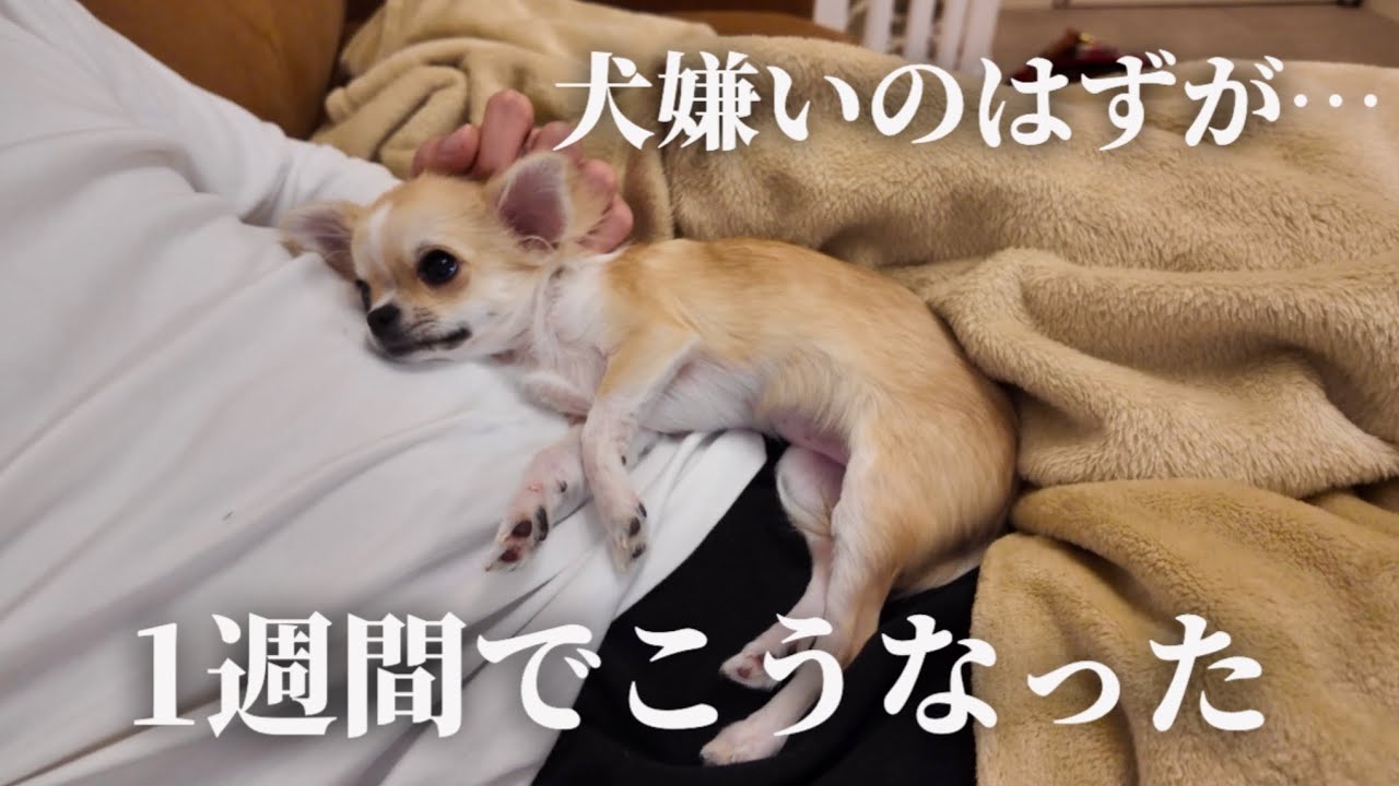 犬嫌いが子犬のチワワと暮らし始めて1週間経った結果…