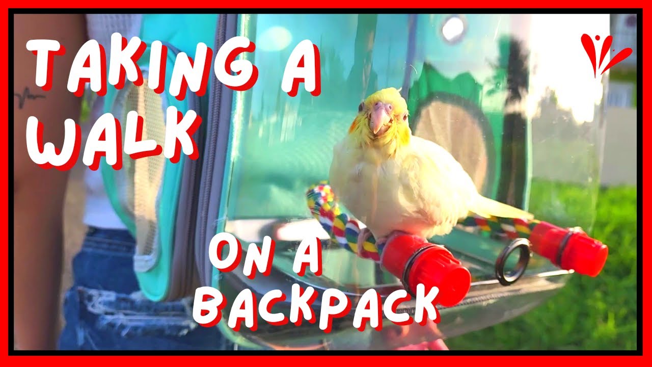 Backpack To Carry Your Bird! | Pearly The Birdie