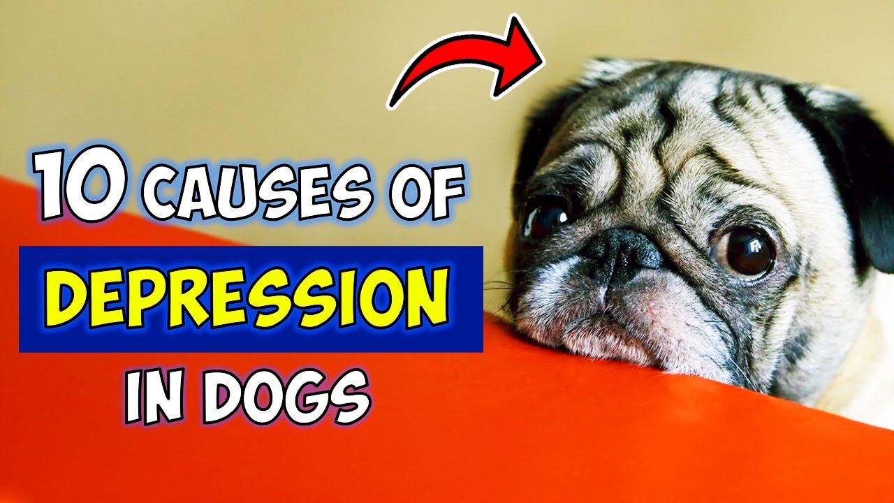 10 Causes of Depression in Dogs | Are You Aware of Them All?