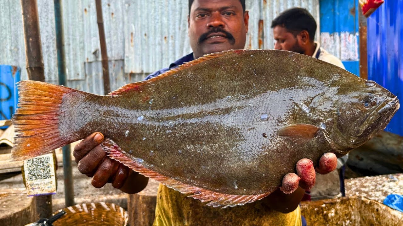 KASIMEDU SPEED SELVAM SOLE FISH 🐟 CUTTING VIDEO \ CUTTING FOCUS 