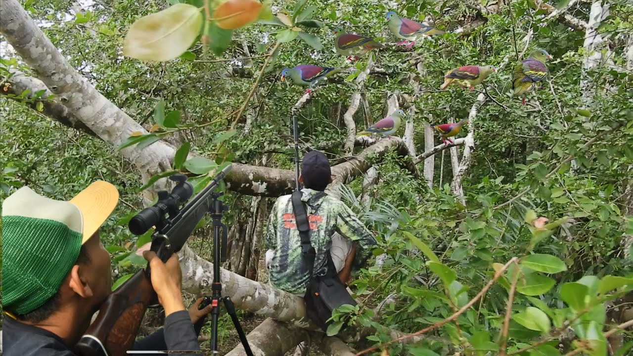 Berburu punai di pohon beringin angker⁉️baca al ikhlas baru dapat poinnya