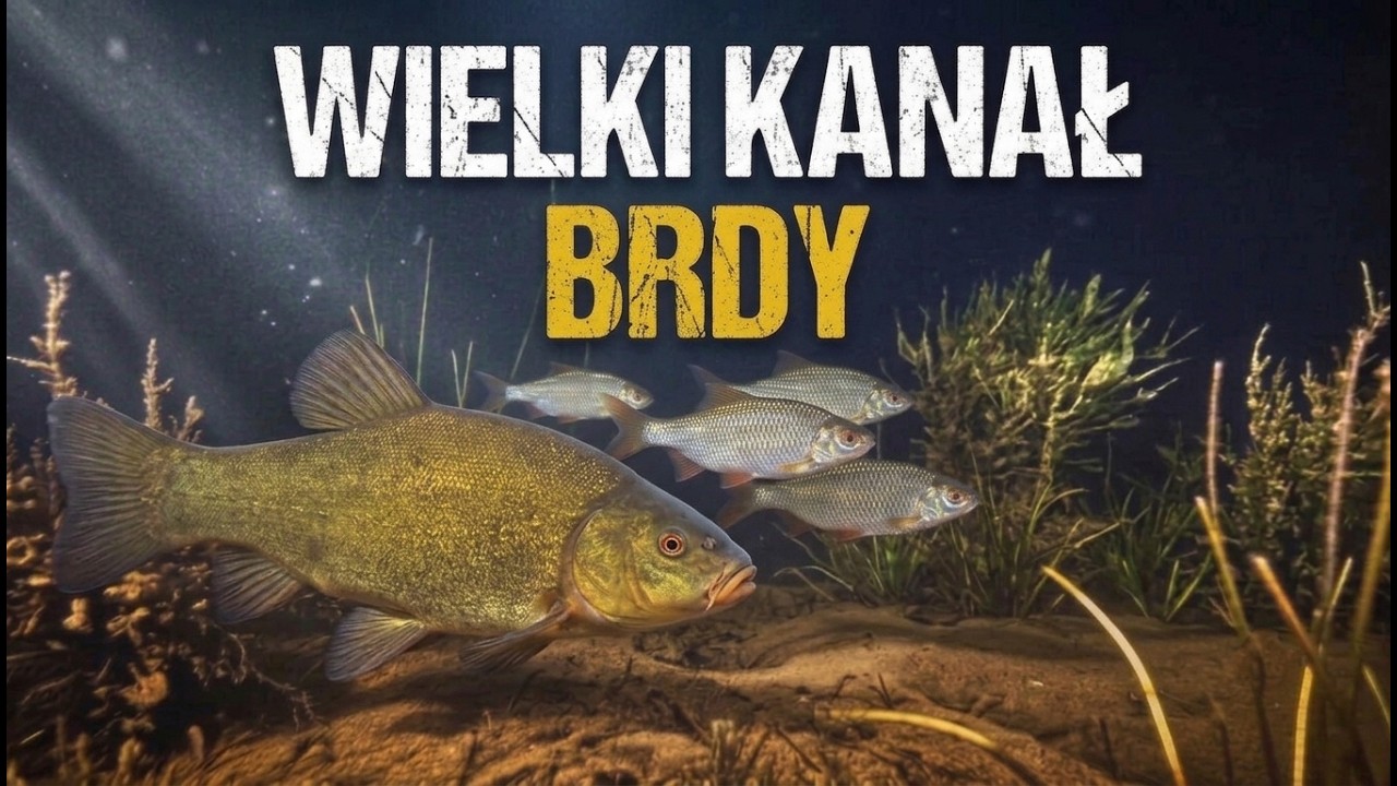 WIELKIE NIESPODZIANKI !!!!  NURKOWANIE  31.08.2025