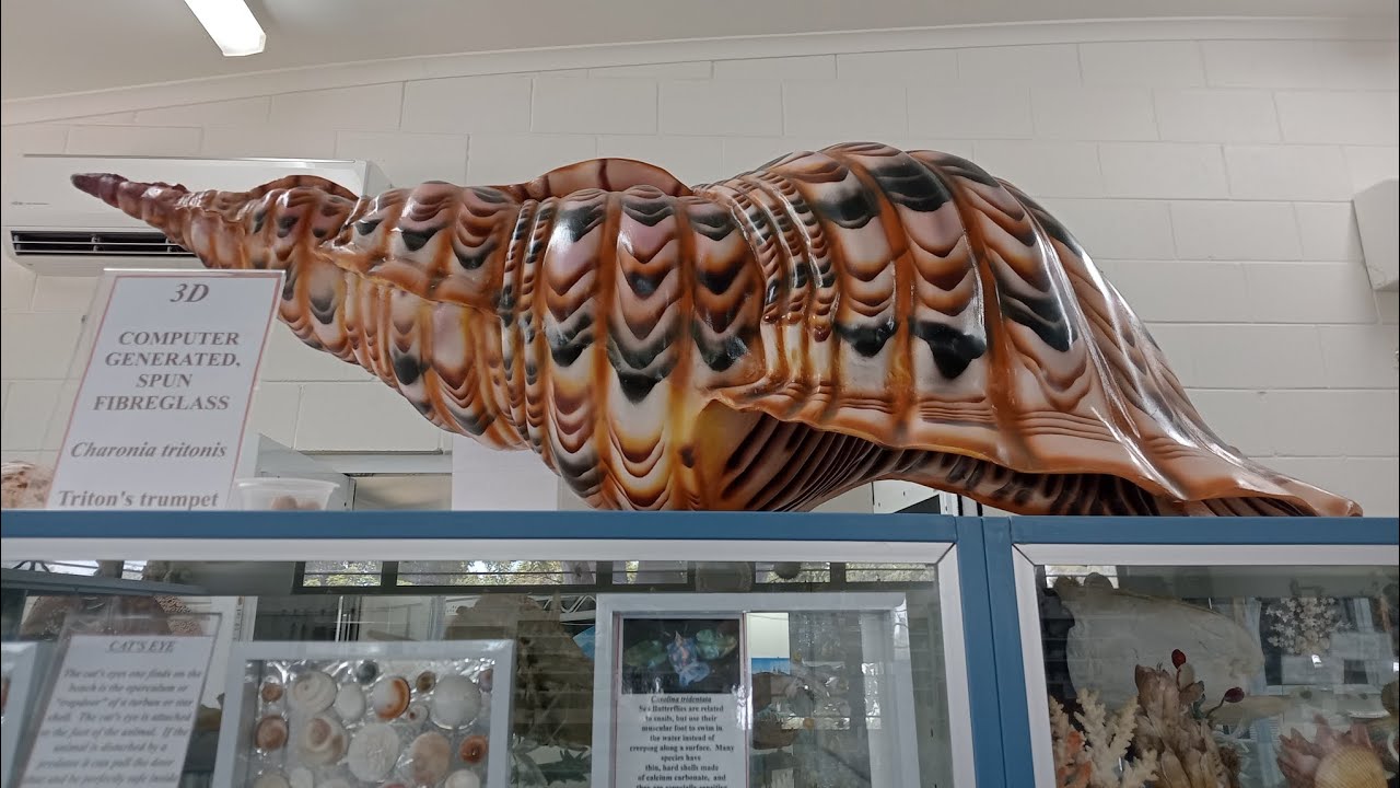 Shell World Yeppoon. #tourism #shell #video 