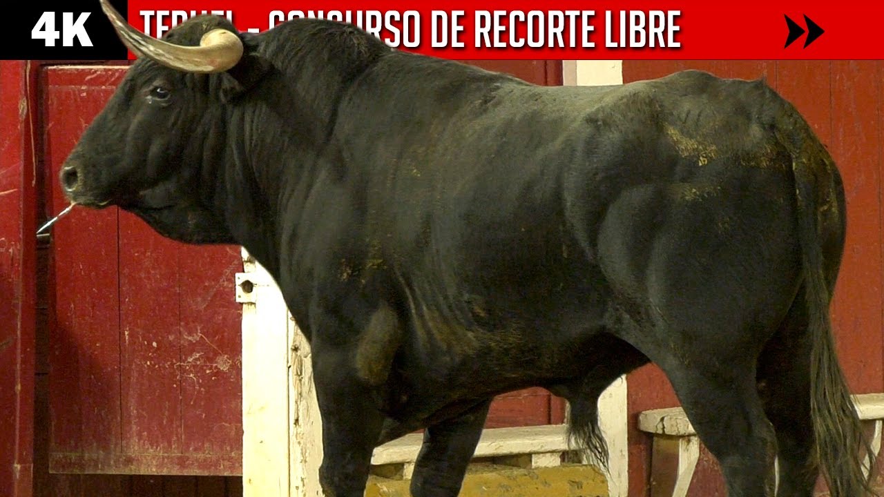 4K ▪ TERUEL ▪ CONCURSO DE RECORTE LIBRE ▶ Toros bravos de la ganadería LA LUCICA