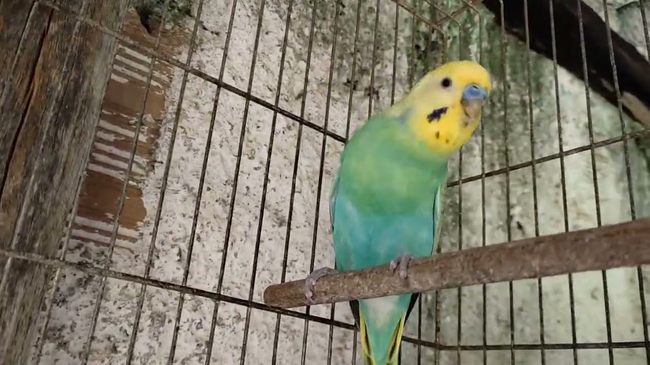 FILHOTES DE PERIQUITO AUSTRALIANO
